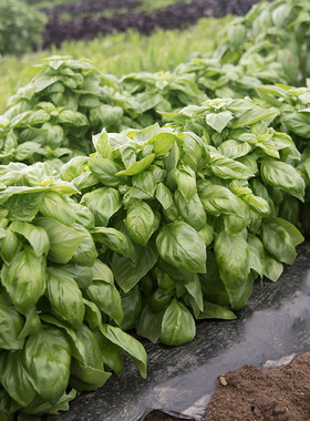 进口热那亚罗勒种子 美味香草系列 Genovese 阳台盆栽花卉