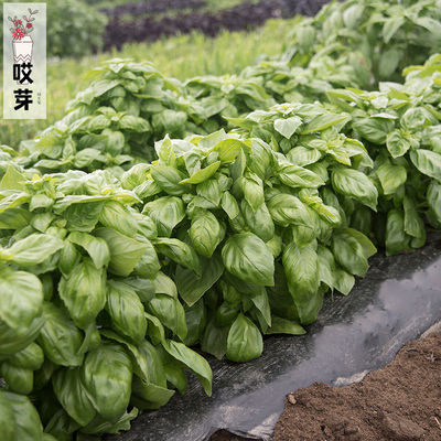 进口热那亚罗勒种子 美味香草系列 Genovese 阳台盆栽花卉
