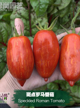 斑点罗马番茄种子进口小西红柿四季播阳台盆栽蔬菜种籽瓜果番茄苗