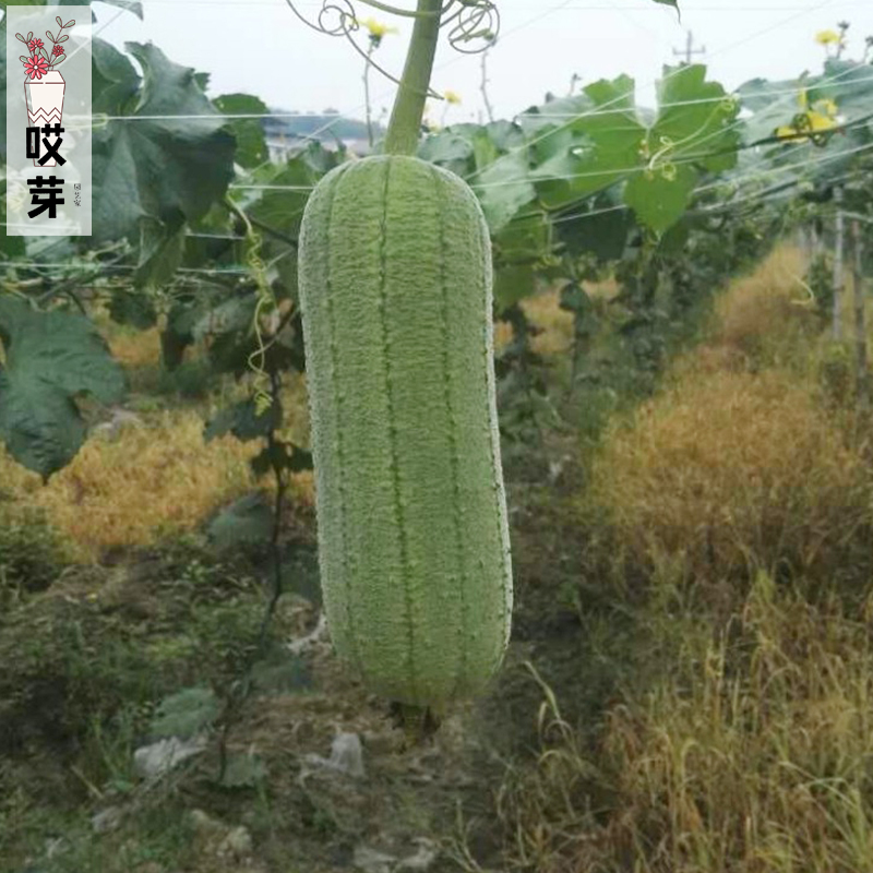 农杂9号短棒肉丝瓜秧苗特大丝瓜种籽阳台菜园春季四季蔬菜种苗