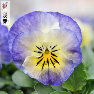 日本进口角堇种子 蓝莓冰淇淋 Neptune 中提琴神仙色江源三色堇