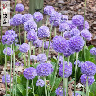 进口球花报春花种子 多色可选四季阳台庭院盆栽花卉装饰花园
