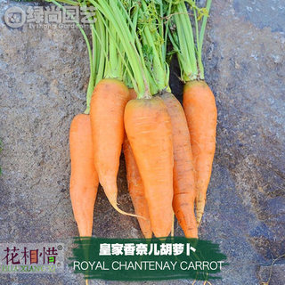 皇家香奈儿胡萝卜种子进口四季播种地栽盆栽蔬菜种籽瓜水果胡萝卜
