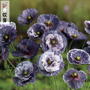 进口雪莉虞美人种子 多品种可选 灰雪莉/坠入爱河/天使合唱团等