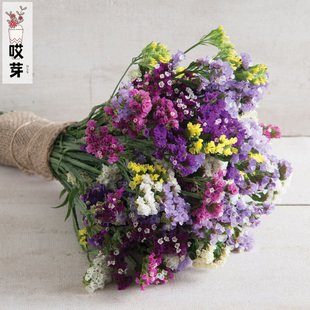 进口切花勿忘我种子 QIS 多色可选 补血草 勿忘草阳台盆栽干花