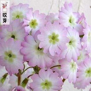 进口改良版云南樱草种子 陕西报春 多年生阳台庭院盆栽羽叶报春