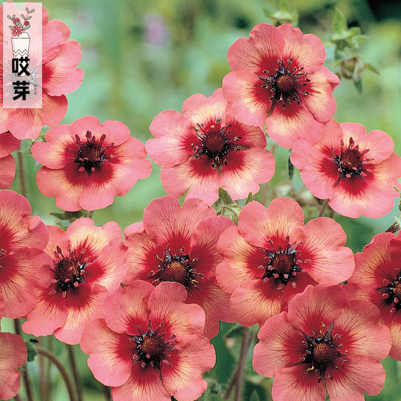 进口委陵菜种子 梅尔顿火焰 Melton Fire 多年生阳台盆栽花园花卉,鲜花速递/花卉仿真/绿植园艺,家庭园艺种子,淘宝优惠券,粉丝福利购,淘宝优惠卷