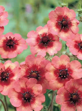 进口委陵菜种子 梅尔顿火焰 Melton Fire 多年生阳台盆栽花园花卉