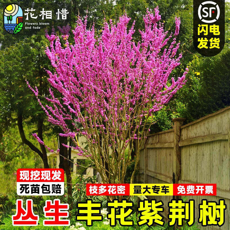 紫荆花树苗丛生庭院盆栽室外耐寒花卉丰花植物开花宫粉紫荆树花苗