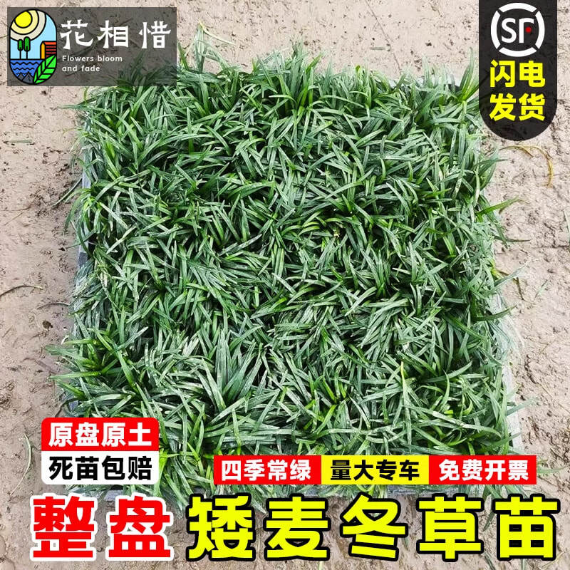 中华景天树苗庭院地被植物