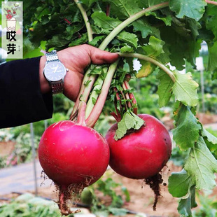 雌性圆红萝卜种子东北雌性水果萝卜种籽红萝卜四季盆栽蔬菜种子孑