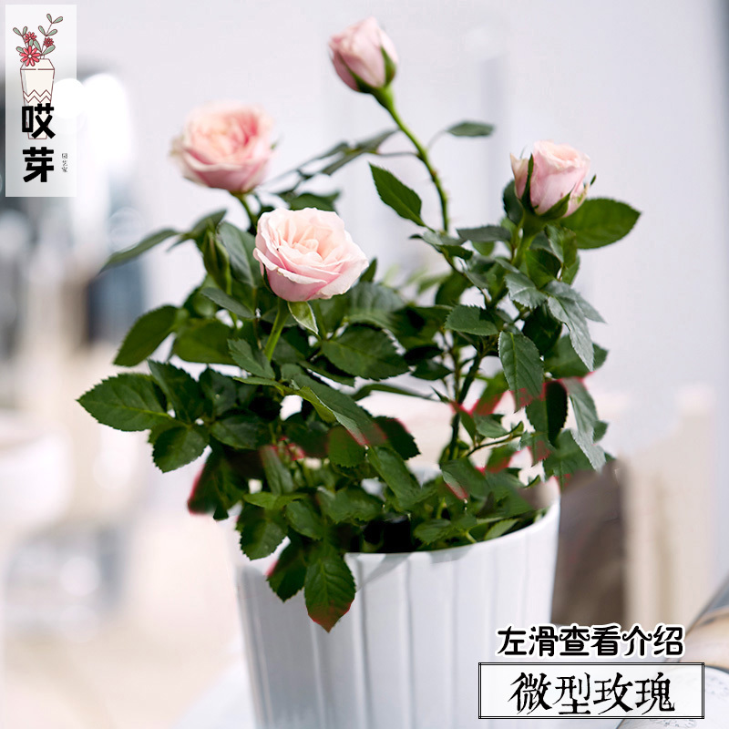 荷兰微型玫瑰种子50粒 钻石玫瑰花月季 四季庭院阳台盆栽花卉种子