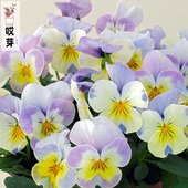 安吉洛Viola 进口丰花角堇种子 焦糖 中提琴神仙色阳台盆栽花卉