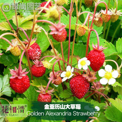 金亚历山大草莓种子进口丰产四季播种阳台盆栽蔬菜瓜果种苗红草莓