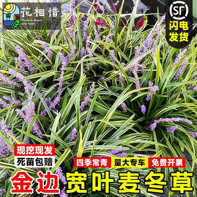 金边麦冬苗常绿耐阴耐寒草坪花园地被绿化植物四季青玉龙草沿阶草