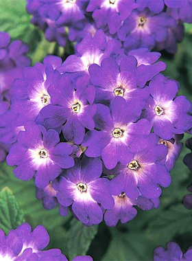 进口美女樱种子 蓝色水晶 Quartz Blue 四季阳台盆栽庭院观赏花卉