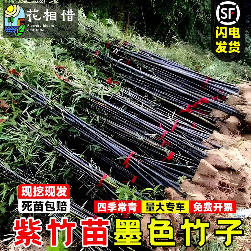 紫竹苗竹子苗带土耐寒庭院室外观赏盆栽地栽佛肚竹黄金竹园林绿植