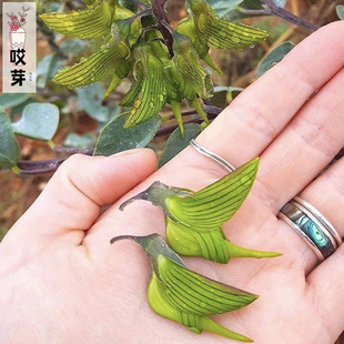 进口澳大利亚青鸟花种子 帝王鸟花Birdflower 四季阳台庭院盆栽