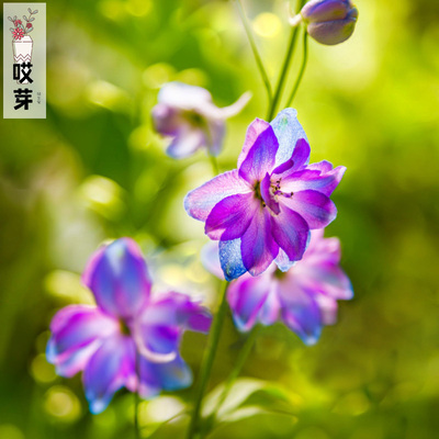 进口切花小花飞燕草种子 奇特蓝紫色 四季庭院盆栽地栽干花花材