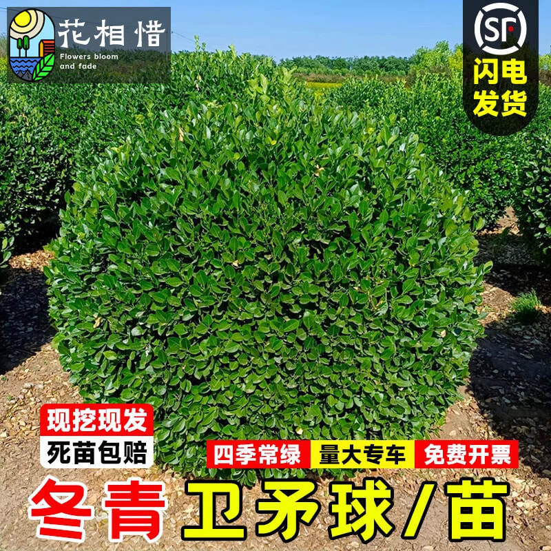 卫矛球树苗庭院耐寒四季常青绿化风景树篱笆墙植物卫矛冬青球小苗