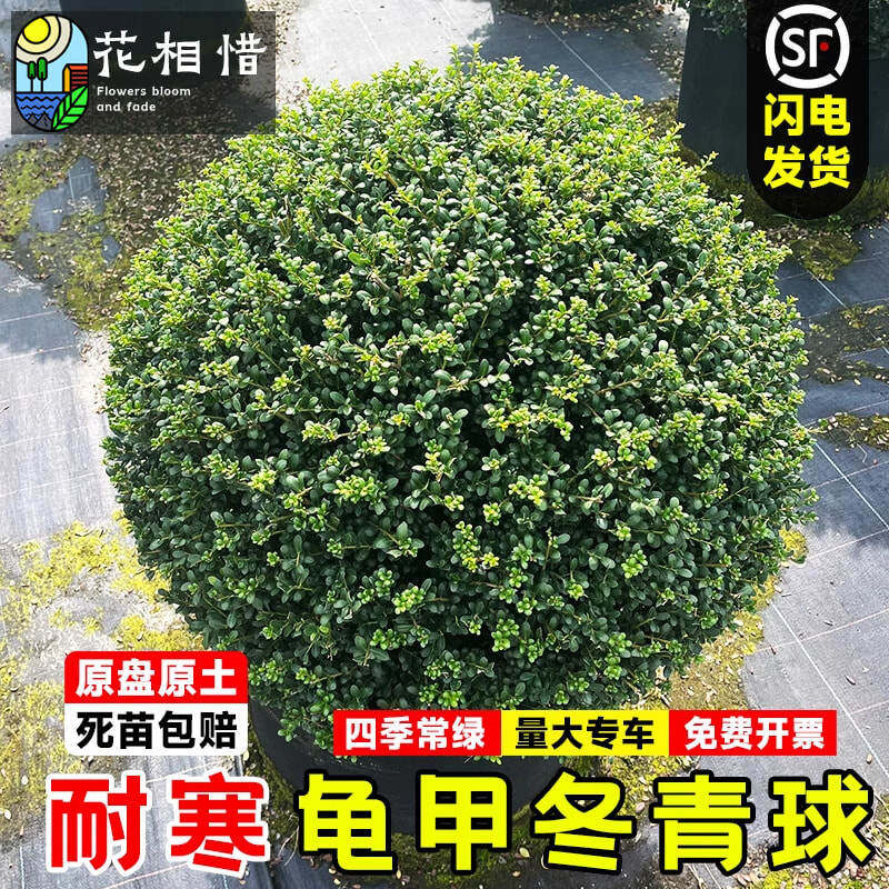 龟甲冬青球树苗别墅庭院耐寒四季常青绿化风景树花镜植物球形冬青