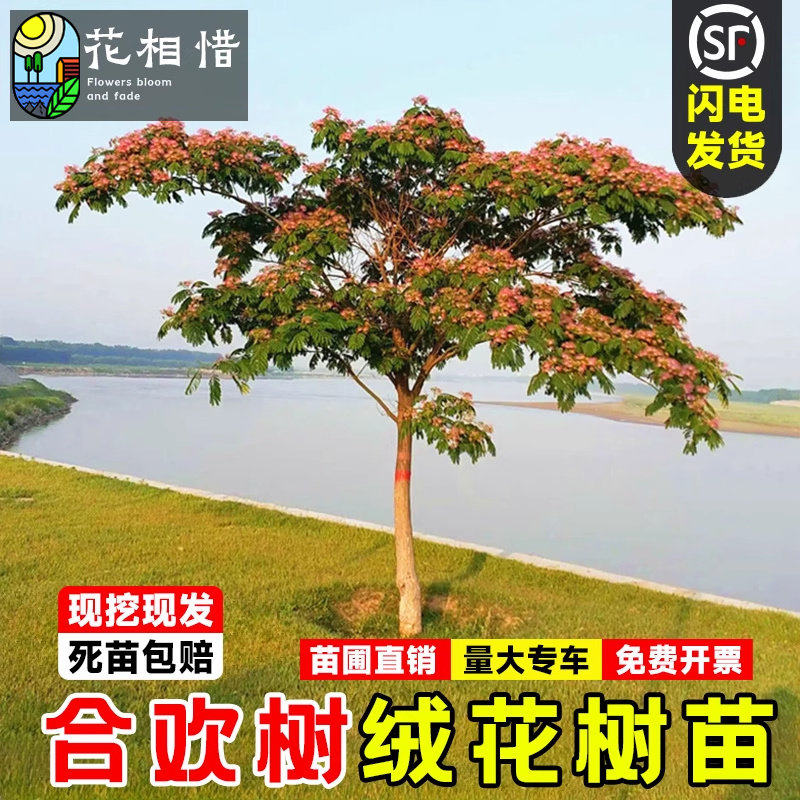 合欢树苗芙蓉花别墅庭院大型耐寒绿化工程风景花卉树盆栽合欢花苗