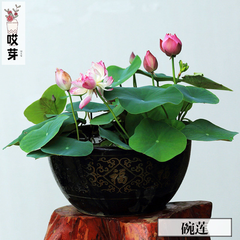 已开口碗莲种子5粒 水培植物花卉观花绿植盆栽 微型荷花 水生花卉