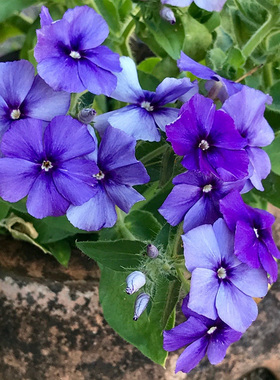 进口福禄考种子 穆迪蓝调 Moody Blues 四季阳台盆栽鲜切花