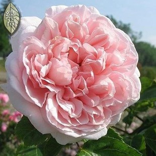 凯瑟琳莫利 欧月花苗 欧洲进口盆栽花卉灌木月季 四季开花