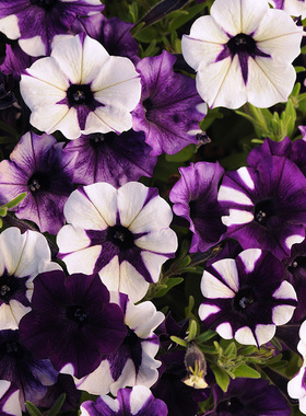 进口垂吊矮牵牛种子 锦浪系列 紫色扎染 盆栽四季超级牛星空波浪