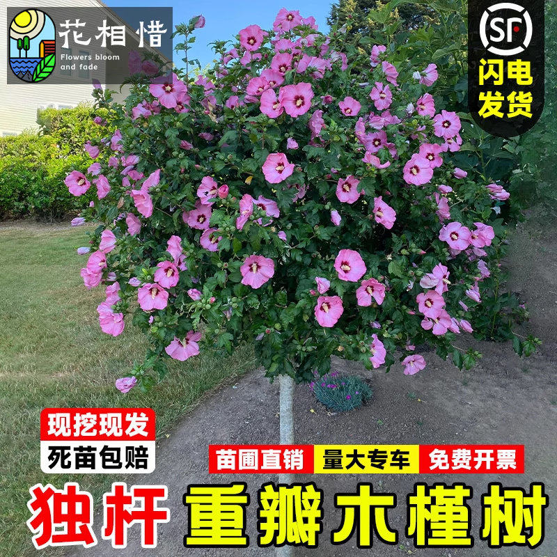 木槿花树苗重瓣盆栽花卉蓝莓冰沙庭院耐寒绿化风景树丛生木槿花苗