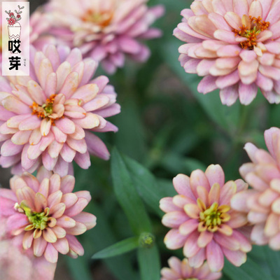 进口矮生重瓣小百日草种子 Salmon 鲑红色 扎哈拉耐热盆栽