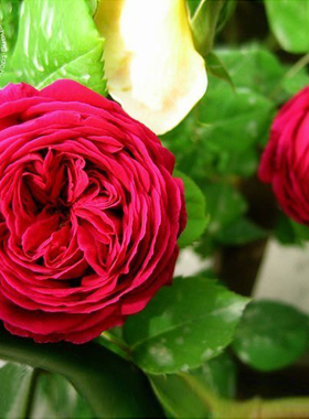 闪电 Eclair 欧月花苗 欧洲进口盆栽花卉灌木月季 四季开花