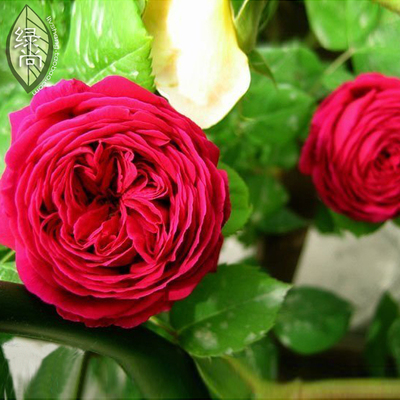 闪电Eclair欧月花苗欧洲进口