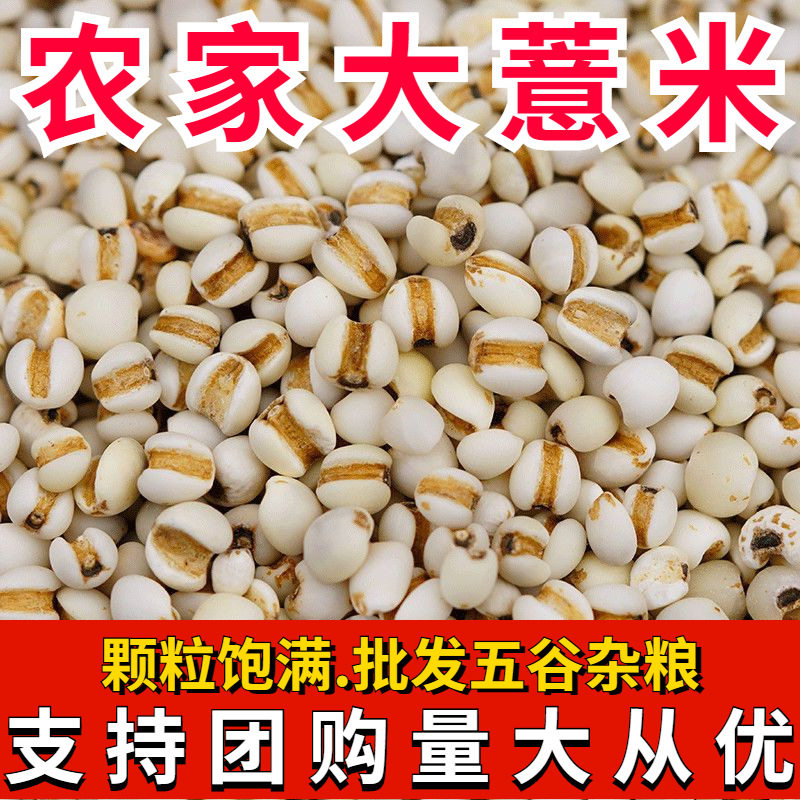 新鲜大薏米云南新货炒薏仁米