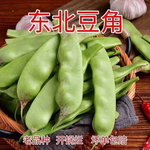 东北紫花油豆角盖世霸王将军豆一点红九月青宽翻白眼现摘现发新鲜