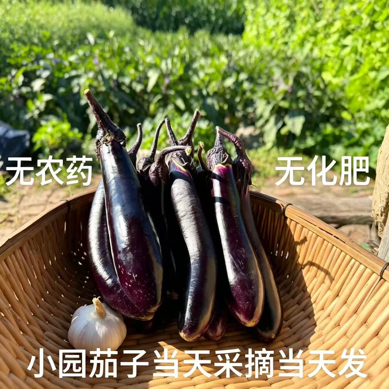 东北特产茄子紫皮裤笨茄子新鲜蔬菜小园现采摘发农家自种产地直发