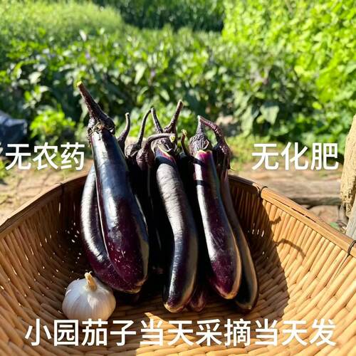 东北特产茄子紫皮裤笨茄子新鲜蔬菜小园现采摘发农家自种产地直发