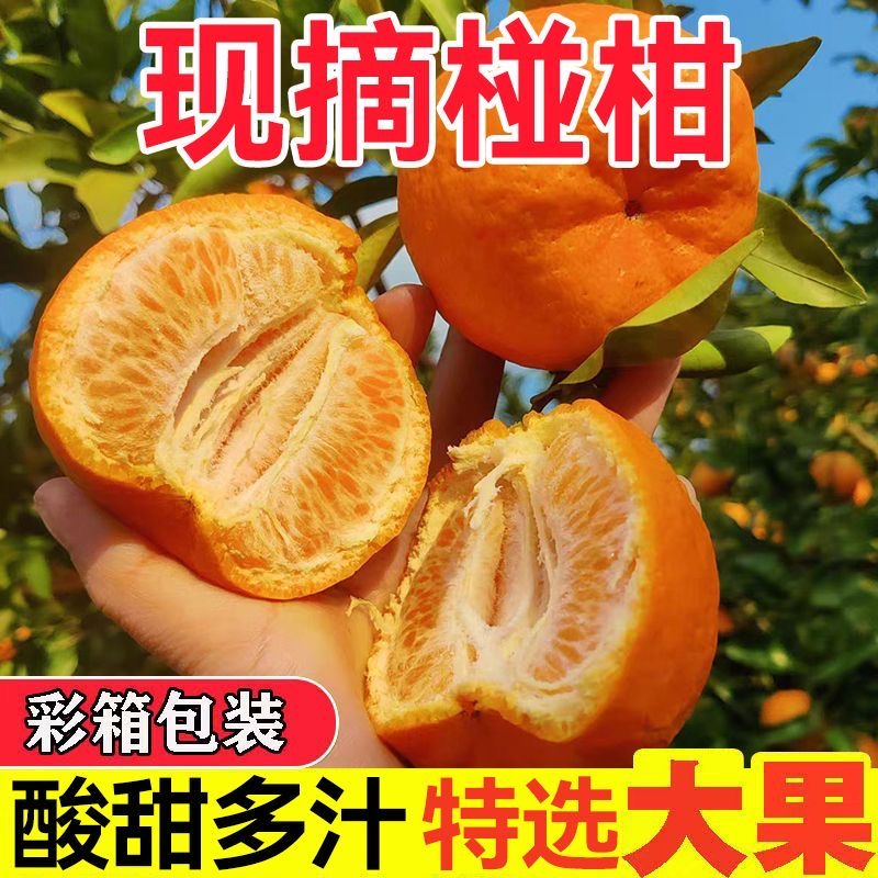 正宗四川碰柑现摘现三年老树当季水果孕妇水果