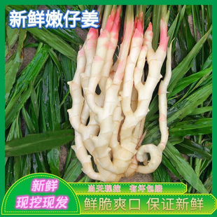 四川新鮮嫩姜生姜仔姜子姜現挖紅芽姜非小黃姜糖醋泡姜蔬菜洞洞姜