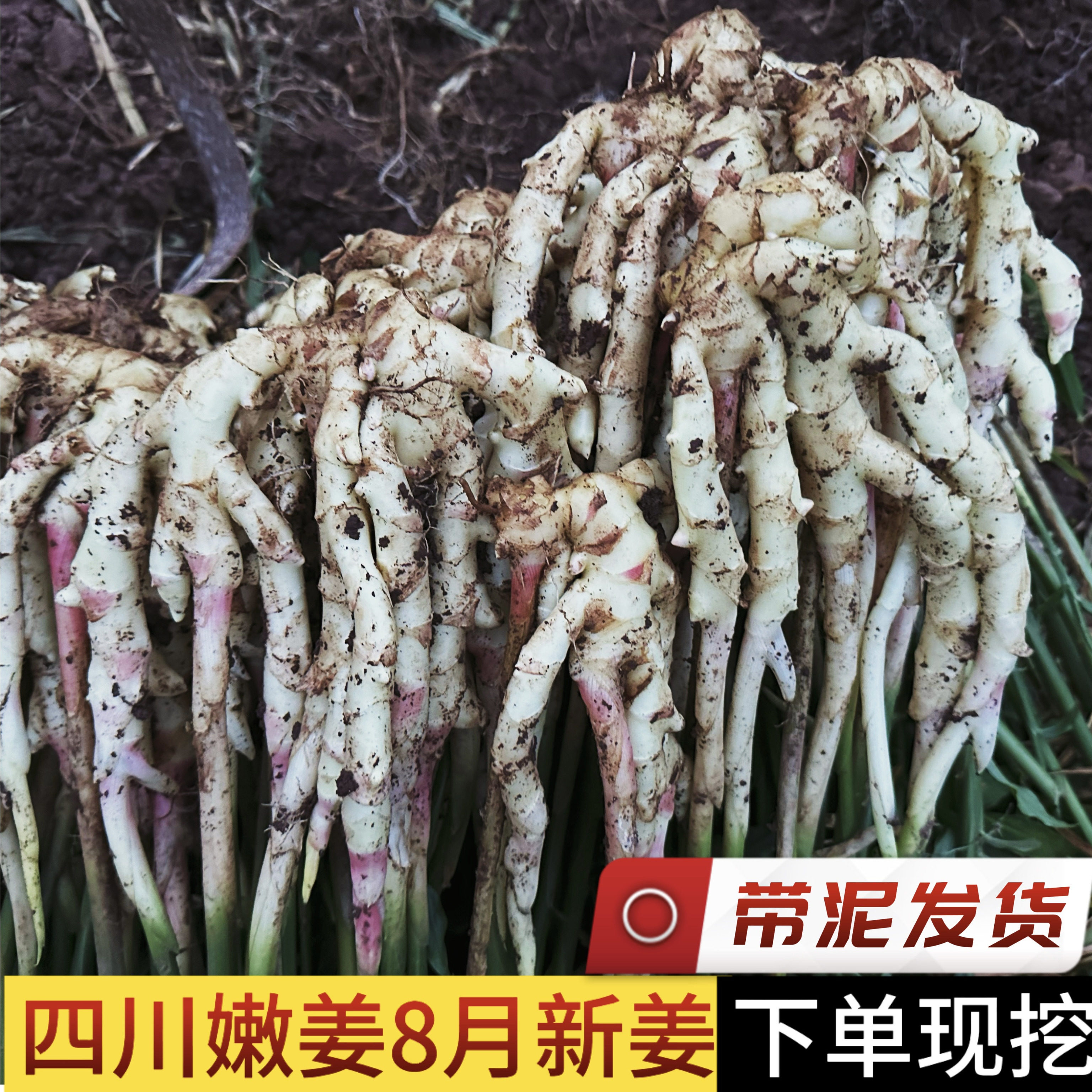 四川农家自种新鲜生姜嫩姜现挖现发洞洞姜乐山犍为腌制泡菜姜图片