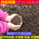 纯蚯蚓粪有机肥蚯蚓土营养土多肉土种蔬菜土种花土月季 肥料草莓土
