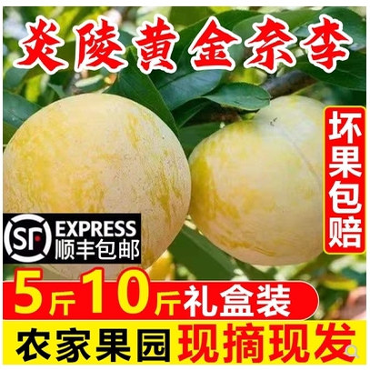 现摘湖南炎陵奈李新鲜当季水果黄金脱骨李5斤10斤礼盒顺丰包邮