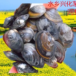 新鲜大河蚌肉 味道鲜美水产品 河蚌 带壳野草蚌河歪歪包活
