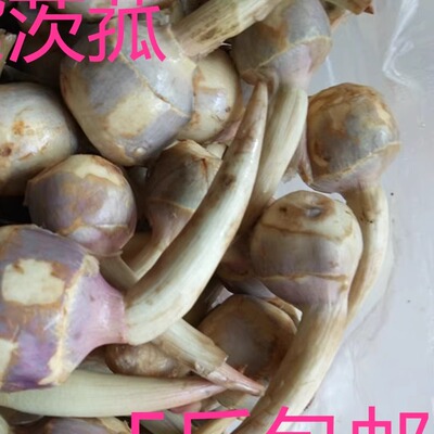 新鲜20年茨菰白马蹄5斤全国慈姑