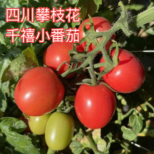 四川高山种植千禧樱桃小番茄千禧果小西红柿圣女果攀枝花新鲜水果
