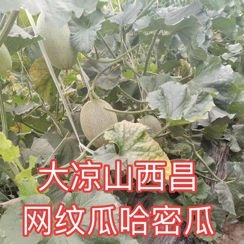 大凉山西昌网纹甜瓜新鲜哈密瓜水果整箱当季香瓜现摘露天特产8斤
