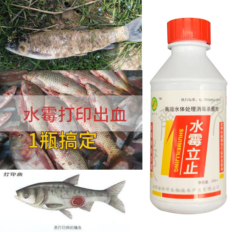 水霉克星水产养殖专用鱼药水霉真菌康白毛病出血烂鳃打印肠炎腐皮