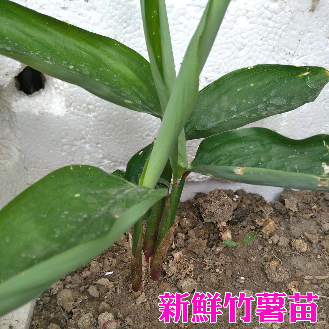 农家自种生态新鲜粉薯竹薯竹芋冬薯节薯 种苗粉竹根薯10棵包邮