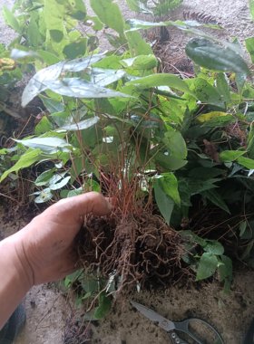 贵州淫羊藿盆栽苗，三枝九叶草苗，干货枝叶鲜货带土保湿